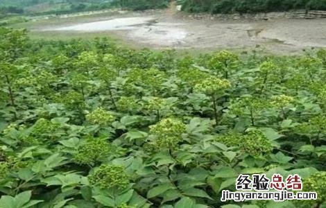 吴茱萸繁殖方法图片 吴茱萸繁殖方法
