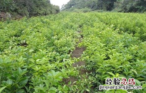 吴茱萸繁殖方法图片 吴茱萸繁殖方法
