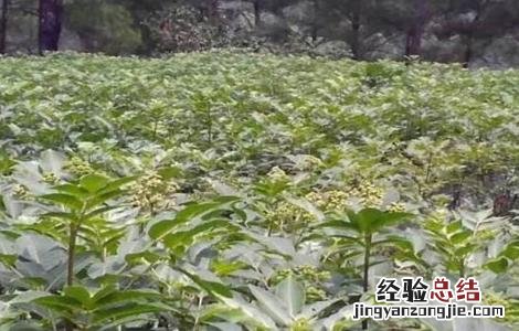 吴茱萸繁殖方法图片 吴茱萸繁殖方法