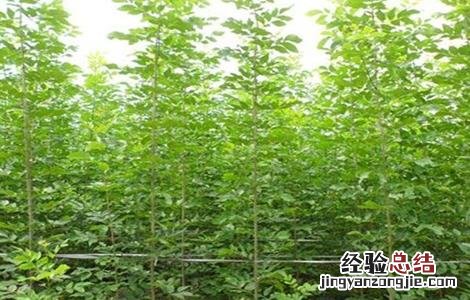 白蜡树的栽培技术 白蜡树栽培管理技术