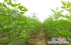 白蜡树的栽培技术 白蜡树栽培管理技术