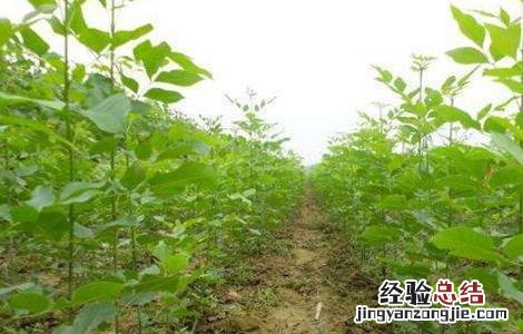 白蜡树的栽培技术 白蜡树栽培管理技术