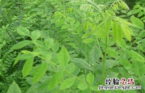 白蜡树的栽培技术 白蜡树栽培管理技术