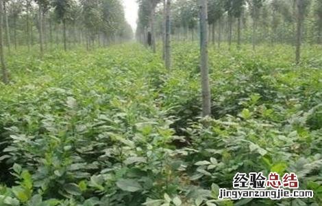 白蜡树的栽培技术 白蜡树栽培管理技术