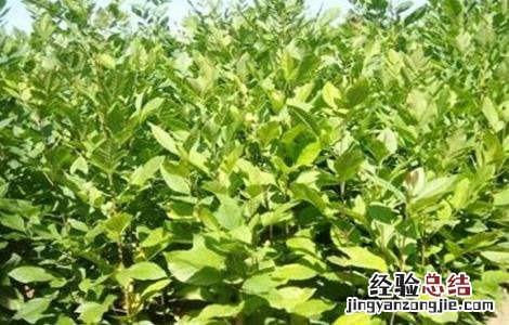 白蜡树的栽培技术 白蜡树栽培管理技术