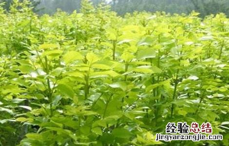 白蜡树的栽培技术 白蜡树栽培管理技术