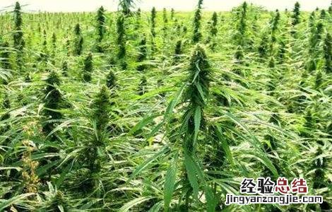 大麻的种植技术