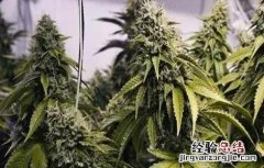 大麻的种植技术