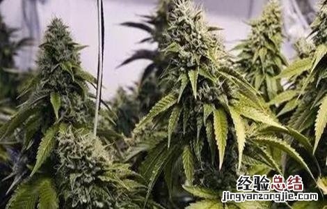 大麻的种植技术