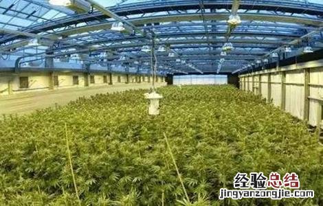 大麻的种植技术