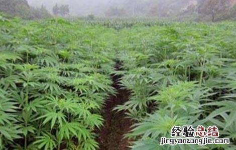 大麻的种植技术