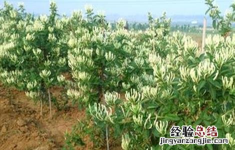金银花的种植技术和生长周期是多长 金银花的种植技术