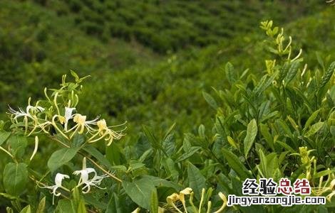 金银花的种植技术和生长周期是多长 金银花的种植技术