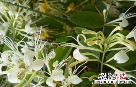 金银花的种植技术和生长周期是多长 金银花的种植技术