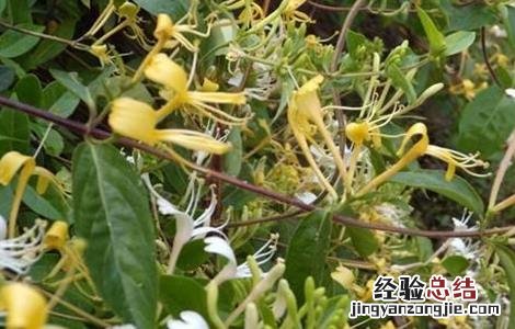 金银花的种植技术和生长周期是多长 金银花的种植技术