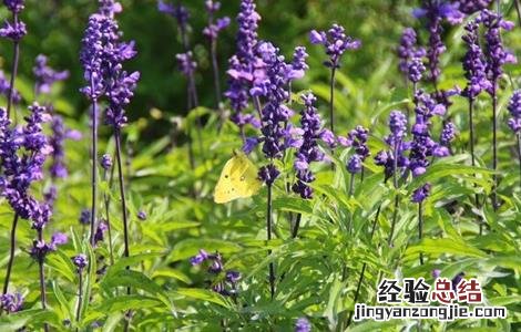 黄芩种植技术及亩收益 黄芩种植技术