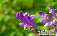 黄芩种植技术及亩收益 黄芩种植技术