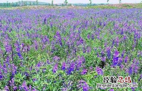 黄芩种植技术及亩收益 黄芩种植技术
