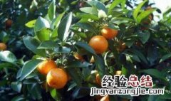由良蜜桔可以发展吗 具体分析介绍