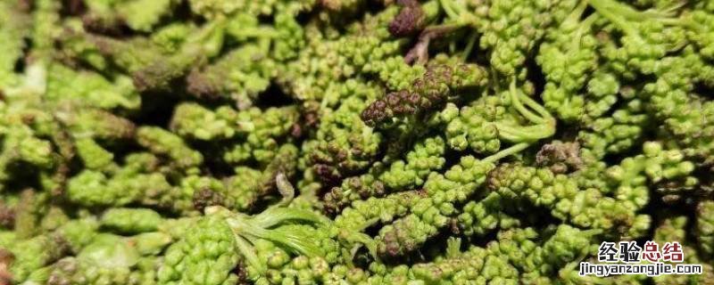 桑花怎么吃 桑花怎么吃好吃