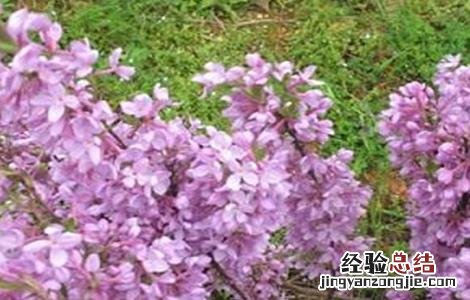 芫花怎么种成活率高 芫花怎么种