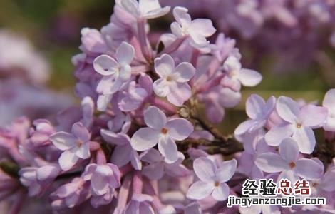 芫花怎么种成活率高 芫花怎么种