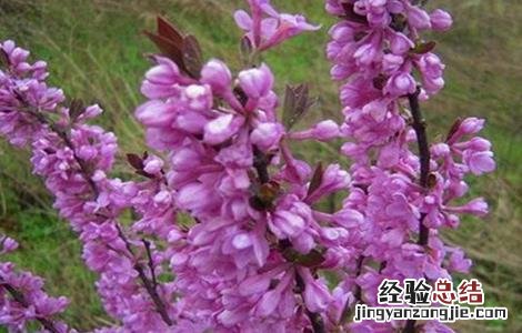 芫花怎么种成活率高 芫花怎么种
