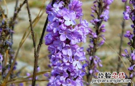 芫花怎么种成活率高 芫花怎么种