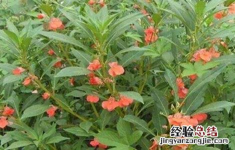 急性子怎么种植 急性子怎么种