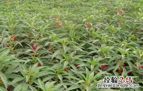 急性子怎么种植 急性子怎么种