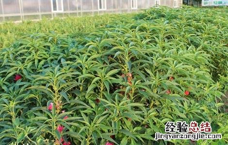 急性子怎么种植 急性子怎么种
