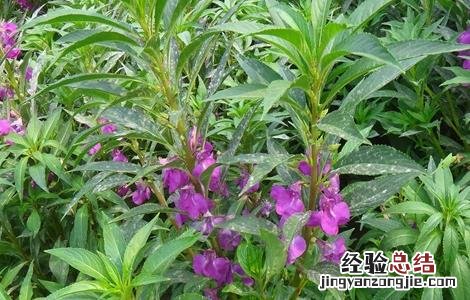 急性子怎么种植 急性子怎么种
