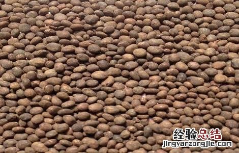 急性子怎么种植 急性子怎么种