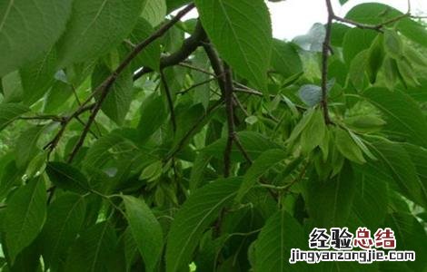 杜仲常见的病虫害防治 杜仲树的病虫害防治