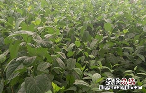 杜仲常见的病虫害防治 杜仲树的病虫害防治