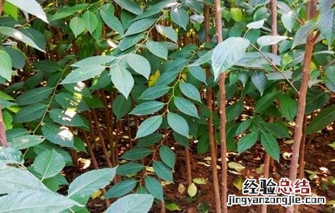 杜仲常见的病虫害防治 杜仲树的病虫害防治