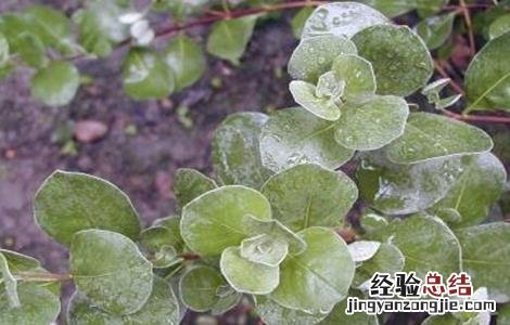 蔓荆子病虫害防治方法 蔓荆子种植技术与栽培管理
