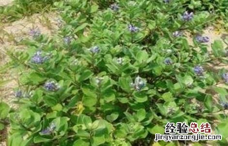 蔓荆子病虫害防治方法 蔓荆子种植技术与栽培管理