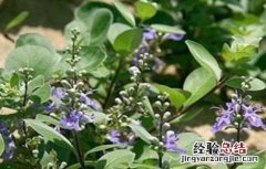蔓荆子病虫害防治方法 蔓荆子种植技术与栽培管理