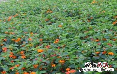 红花田间管理技术 红花田间管理技术培训