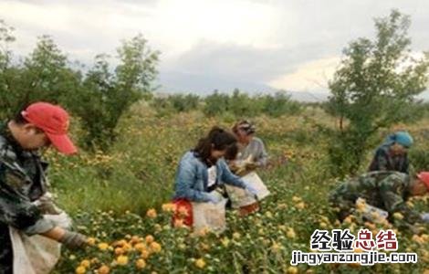 红花田间管理技术 红花田间管理技术培训