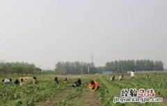 红花田间管理技术 红花田间管理技术培训