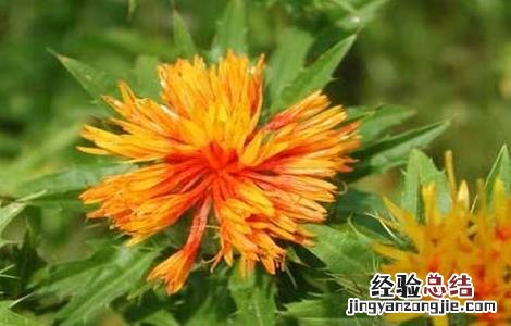 红花田间管理技术 红花田间管理技术培训