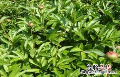 杜仲的繁殖方法有哪些 杜仲的繁殖方法