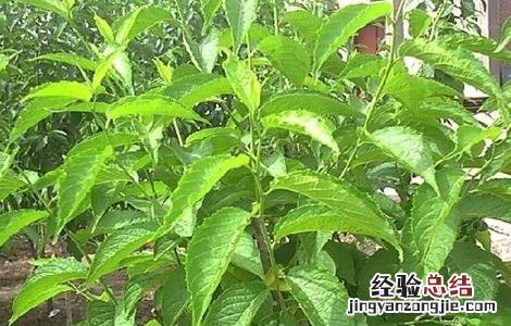杜仲的繁殖方法有哪些 杜仲的繁殖方法