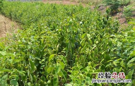 杜仲的繁殖方法有哪些 杜仲的繁殖方法