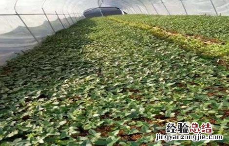 山豆根怎么种 山豆根怎么种植技术