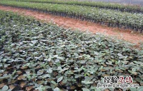 山豆根怎么种 山豆根怎么种植技术