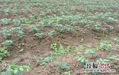 山豆根怎么种 山豆根怎么种植技术