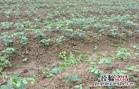 山豆根怎么种 山豆根怎么种植技术